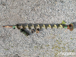 Sädesskruv