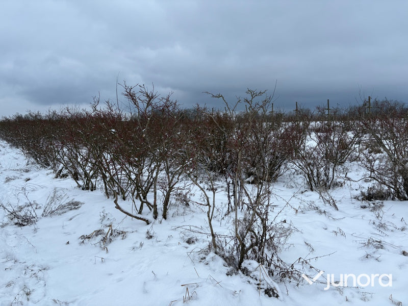 Plantor – Amerikanska blåbär, parti 100 st