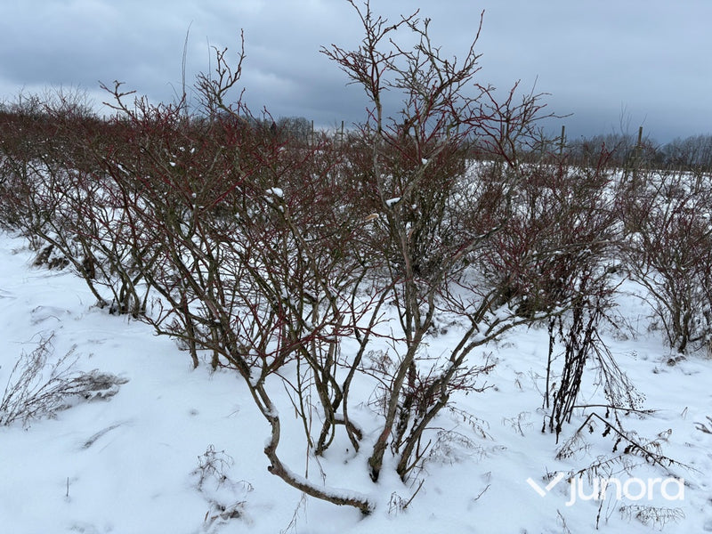Plantor – Amerikanska blåbär, parti 100 st