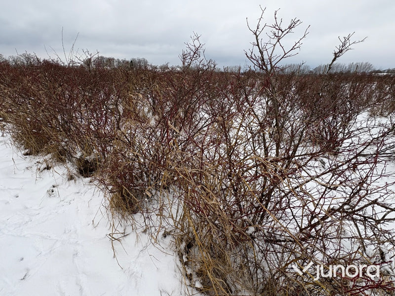 Plantor – Amerikanska blåbär, parti 100 st