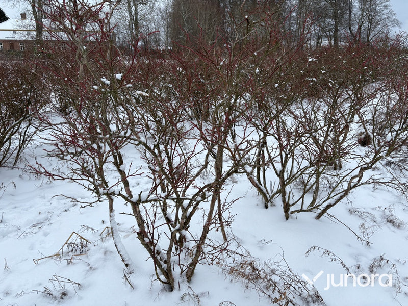 Plantor – Amerikanska blåbär, parti 100 st