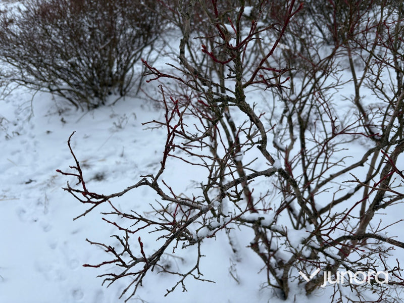 Plantor – Amerikanska blåbär, parti 100 st