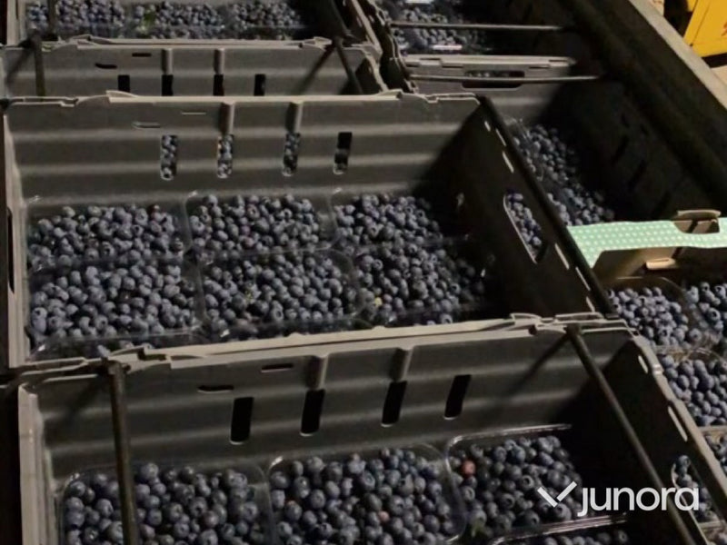 Plantor – Amerikanska blåbär, parti 100 st