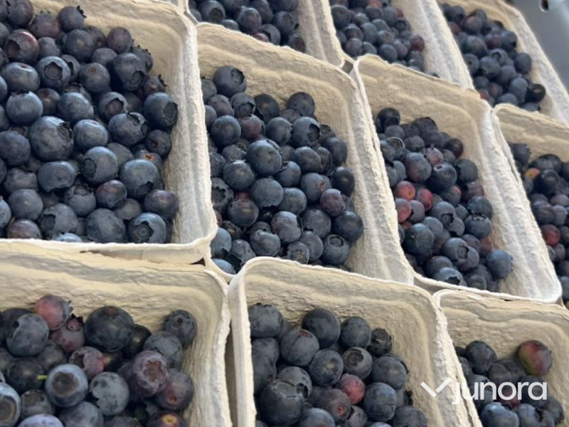 Plantor – Amerikanska blåbär, parti 100 st