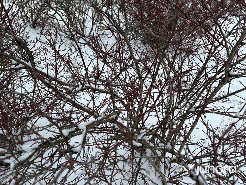 Plantor – Amerikanska blåbär, parti 100 st