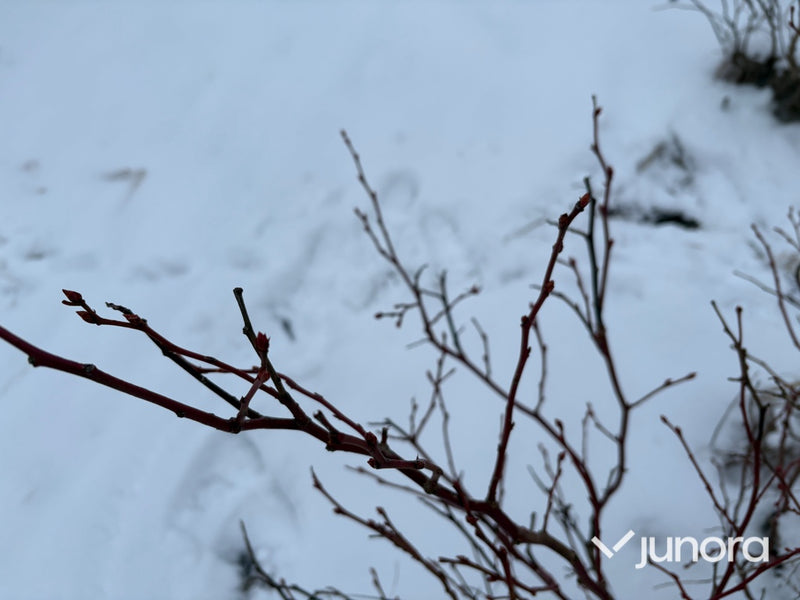 Plantor – Amerikanska blåbär, parti 100 st