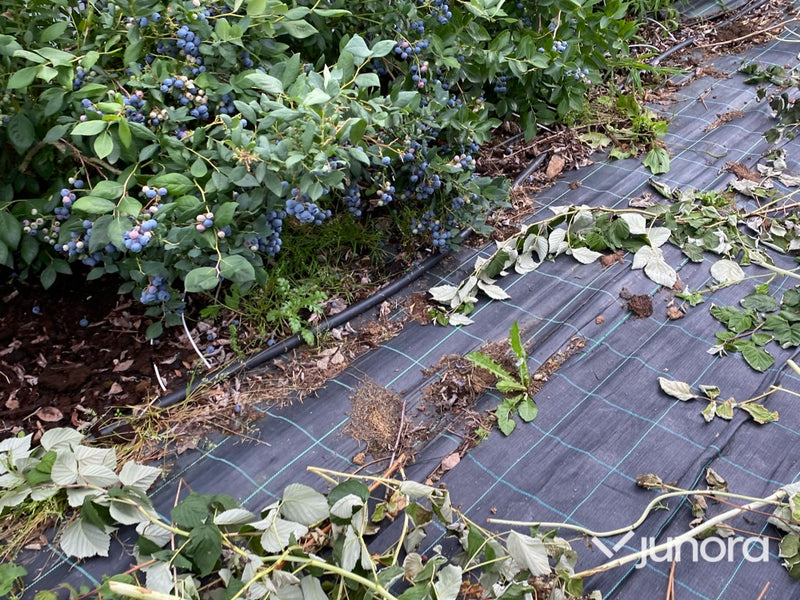 Plantor – Amerikanska blåbär, parti 100 st