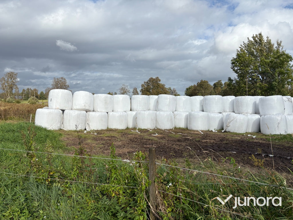 Höensilage 2025