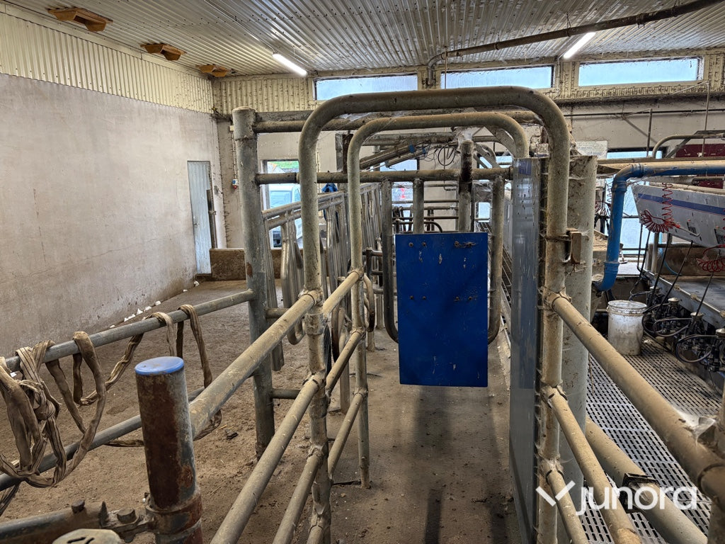 Mjölkgrop, Mjölkningsanläggning - Alfa Laval, Blue Diamond