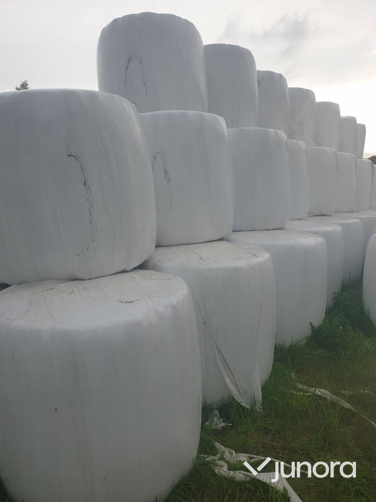 Höensilage