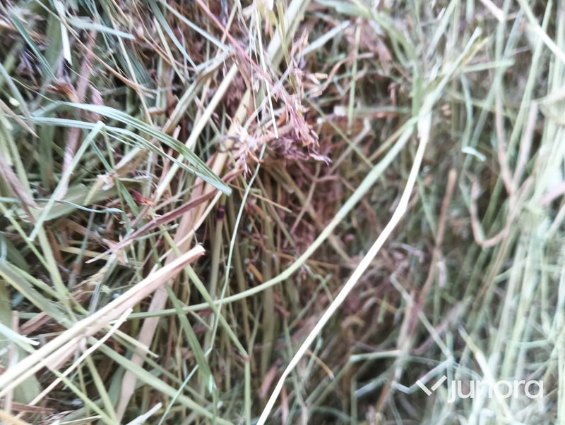 Hö/Hösilage - 10 st, plastad rundbal 120cm