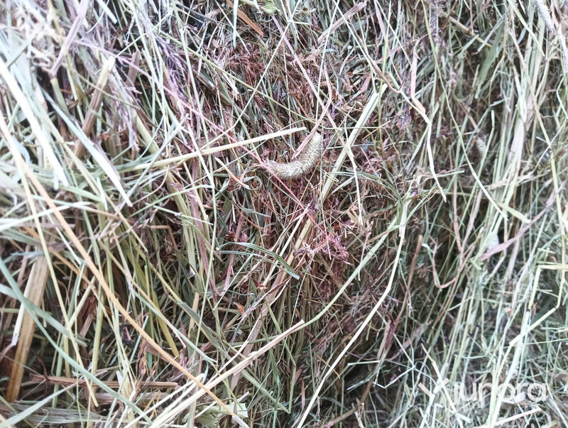 Hö/Hösilage - 10 st, plastad rundbal 120cm