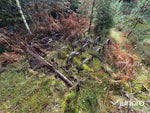 Fjäderharv