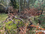 Fjäderharv