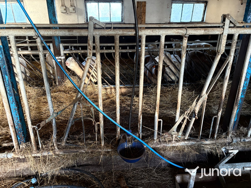 Kobåsar och vattenkoppor