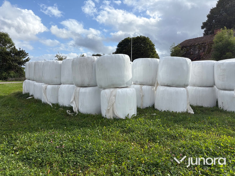 Höensilage 2024