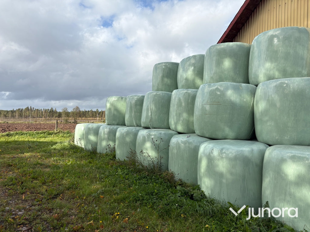 Höensilage 2024