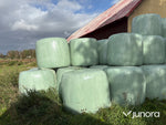 Höensilage 2024